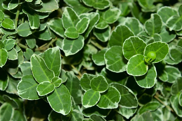 Green Nature Background Cropped Shot Green Grass Botanical Beauty — Stock Photo, Image