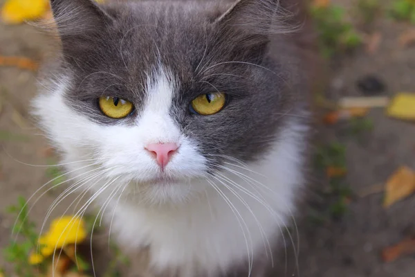 Gri Kedi Kırpılmış Bir Kadeh Kedi Kameraya Bakıyor Sarı Gözlü — Stok fotoğraf