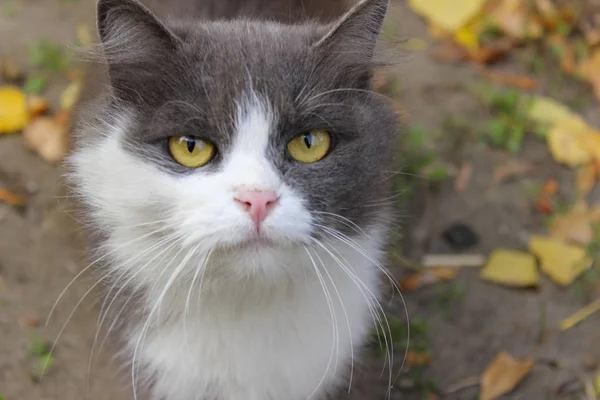 Bijgesneden Shot Van Een Grijze Kat Kat Zoek Naar Camera — Stockfoto