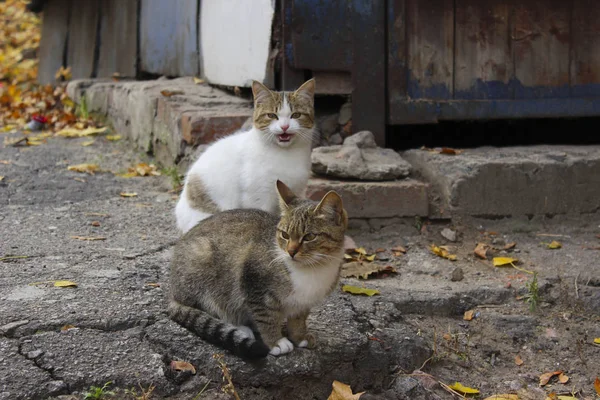 Two Cats Outdoors Stray Animals Pets Concept White Tabby Cats — Stock Photo, Image