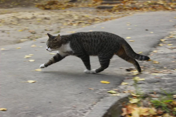 Blurred Shot Cat Outdoors Cat Running Tabby Cat Street Nature — Stock Photo, Image