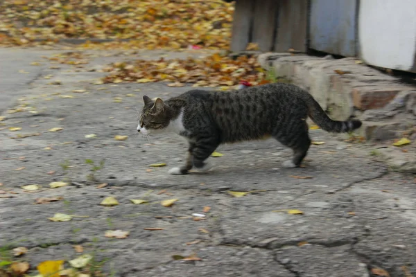 一只猫在户外被击毙 街头的塔比猫 宠物概念 — 图库照片