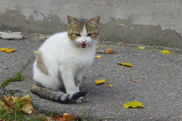 개념입니다 거리에 귀여운 줄무늬 고양이입니다 고양이 귀여운 고양이 — 스톡 사진