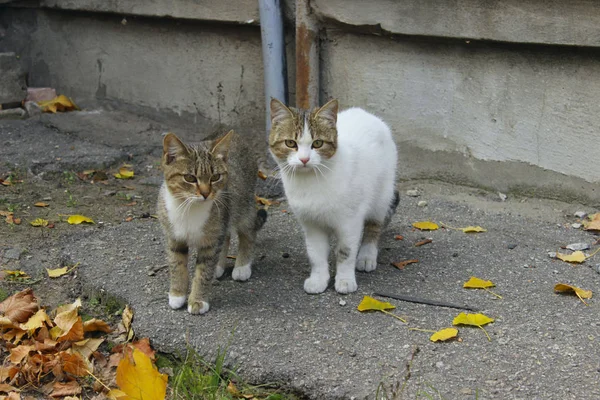 Två Katter Utomhus Herrelösa Djur Husdjur Koncept Vit Och Tabby — Stockfoto