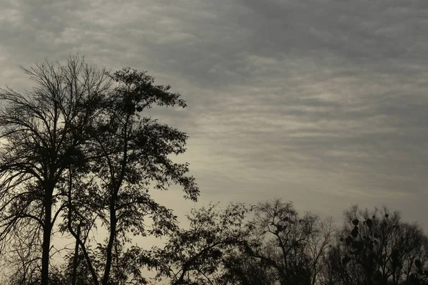 Vreemde Achtergrond Bijgesneden Schot Van Bomen Vreemde Bos Silhouetten Van — Stockfoto