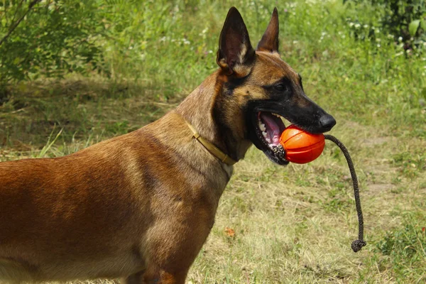 Pastor Inglês Pastoreando Cachorro Com Bola De Tênis Imagem de Stock -  Imagem de jogo, inglês: 177133179