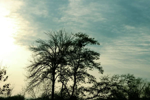 Extraño Trasfondo Tiro Árboles Recortado Extraño Bosque Siluetas Árboles Sobre —  Fotos de Stock