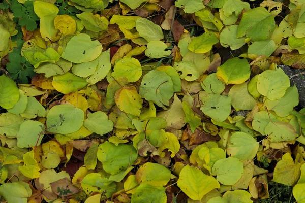 Фон Природы Вырезанные Цветные Листья Природа Парки Скверы Цветные Листья — стоковое фото