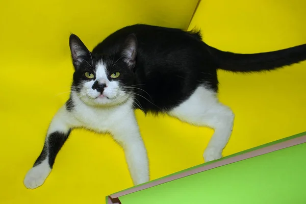 Tiro Recortado Gato Gracioso Esmoquin Gato Jugando Con Colorido Papel —  Fotos de Stock