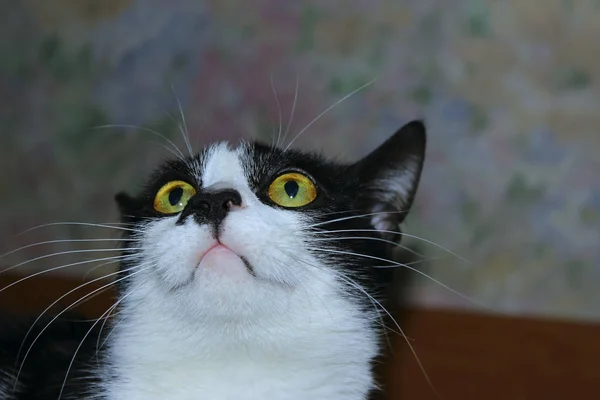 Kırpılmış Bir Kadeh Bir Kedi Komik Kedi Yakın Hayvan Evcil — Stok fotoğraf