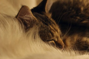 Tekir kedi kırpılmış bir kadeh. Şirin kedi, yakın. Uyuyan Kedicik.