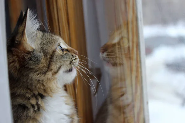 Bel Gattino Che Guarda Finestra Colpo Ritagliato Gatto Tavolo — Foto Stock