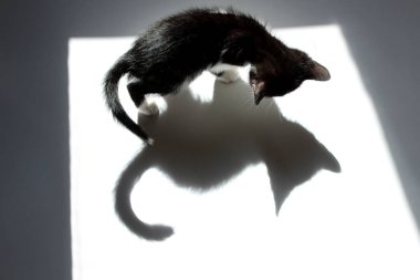 Sevimli küçük siyah yavru kedi, üstten görünüm. Beyaz arka plan üzerinde siyah yavru kedi ve onun gölgesi.
