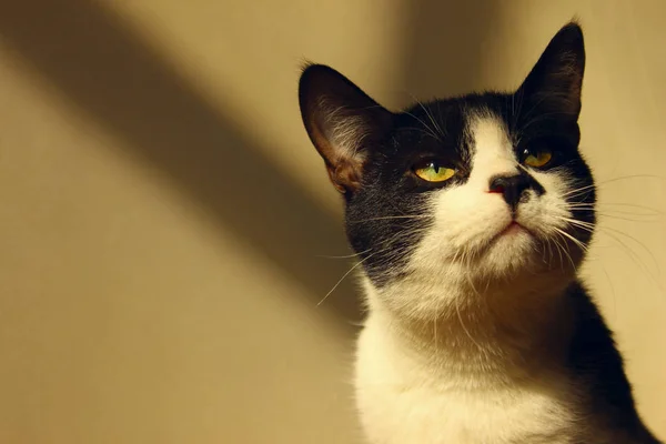 Oříznutý Snímek Černá Kočka Kočka Při Pohledu Stranu Cat Detail — Stock fotografie