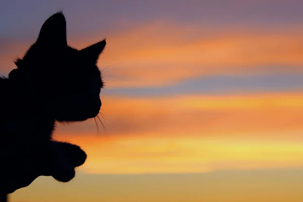 Güzel Gün Batımı Arka Plan Bir Kediye Silüeti Harika Batımını — Stok fotoğraf