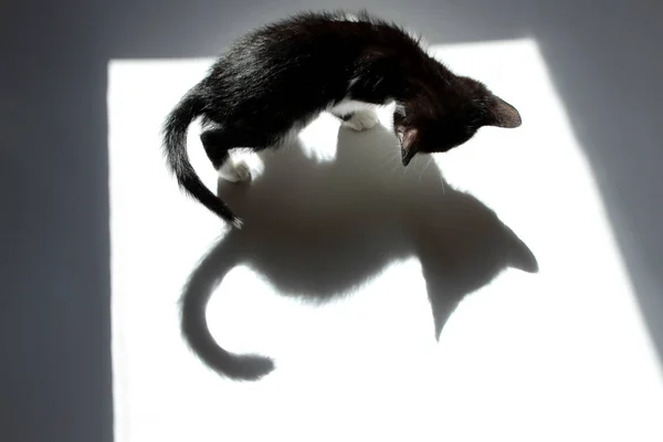 かわいいの小さなの黒い子猫 平面図 白い背景に黒い子猫と彼の影 — ストック写真