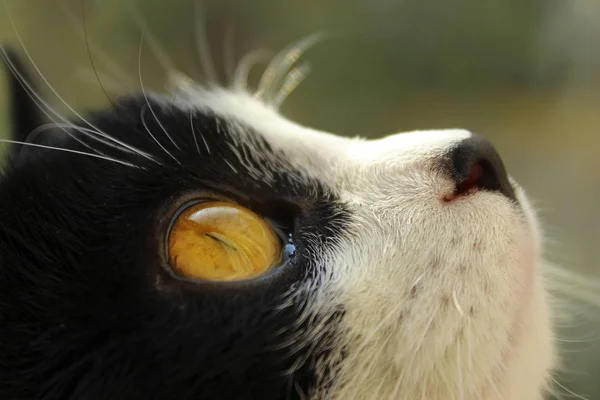 Обрезанный Снимок Черного Кота Смотрящего Сторону Кошка Над Размытым Жёлтым — стоковое фото