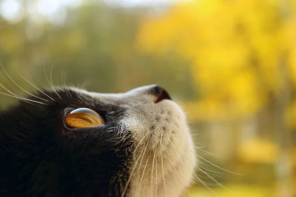 Обрезанный Снимок Черного Кота Смотрящего Сторону Кошка Над Размытым Жёлтым — стоковое фото