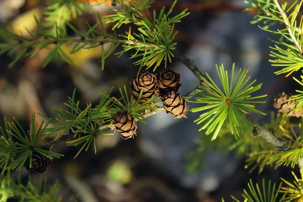 Soyut Doğa Arka Plan Kırpılan Atış Iğne Yapraklı Şubesi — Stok fotoğraf