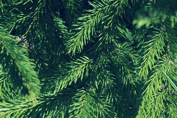 Abgeschnittener Schuss Kiefernzweig Abstrakte Natur Hintergrund Bäume Natur Weihnachtskonzept — Stockfoto