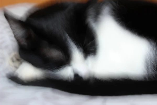 Tiro Desfocado Gato Preto Close Retrato Gato Dormindo Smoking Tuxedo — Fotografia de Stock