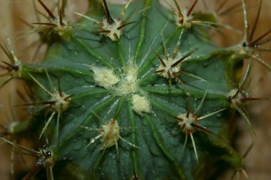 Arka plan doğa. Doğal arka plan. Kaktüs bitkisi. Yeşil renk.