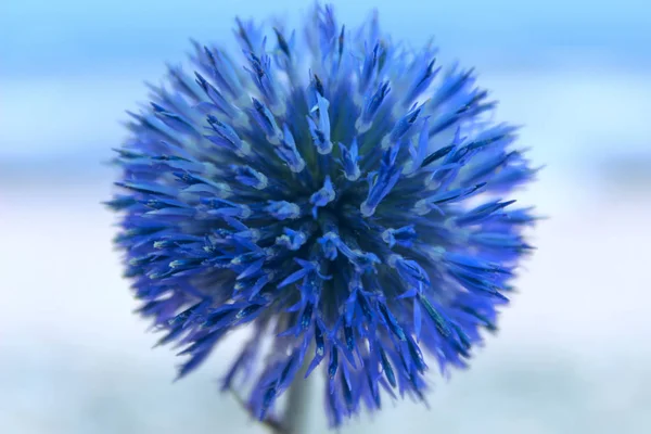 Přírodní Modré Pozadí Modrý Květ Modrý Květ Modré Rozostřeného Pozadí — Stock fotografie