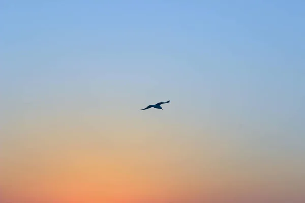 Φύση Θολή Φόντο Ουρανού Ροζ Φόντο Sunrise Background Silhouette Από — Φωτογραφία Αρχείου