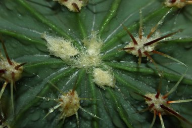 Arka plan doğa. Doğal arka plan. Kaktüs bitkisi. Yeşil renk.