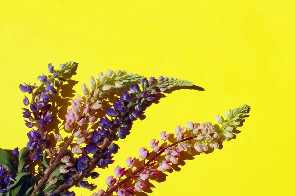 Sarı Arka Plan Üzerinde Renkli Çiçekler Renkli Doğa Arka Plan — Stok fotoğraf