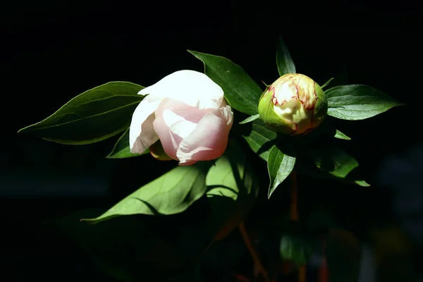 Rosa Peonia Fiore Sfondo Nero Sfondo Astratto Della Natura Bellezza — Foto Stock