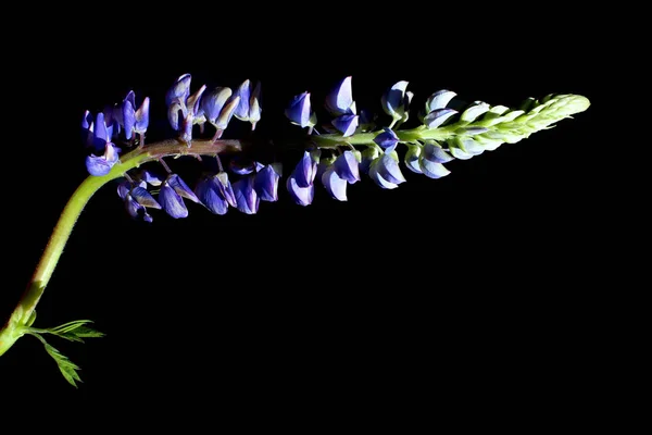 Abstrakt Natur Bakgrund Blå Blomma Över Svart Bakgrund Botaniska Skönhet — Stockfoto