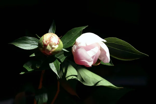 Rosa Pion Blomma Över Svart Bakgrund Abstrakt Natur Bakgrund Botaniska — Stockfoto