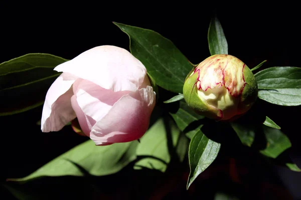 분홍색 꽃입니다 배경입니다 식물의 아름다움 — 스톡 사진