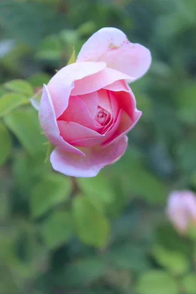 Belle Rose Sur Fond Feuilles Vertes Beau Fond Beauté Botanique — Photo