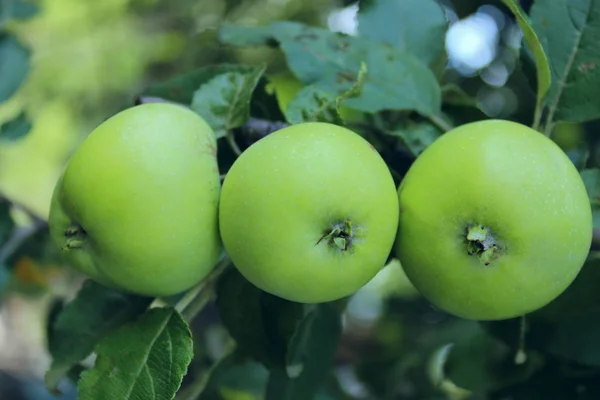 Cropped Shot Of A Branch With Three Apples. Apple Tree, Close Up.