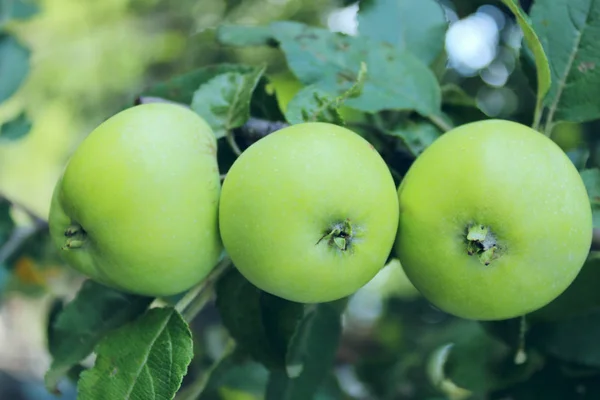 Cropped Shot Of A Branch With Three Apples. Apple Tree, Close Up.