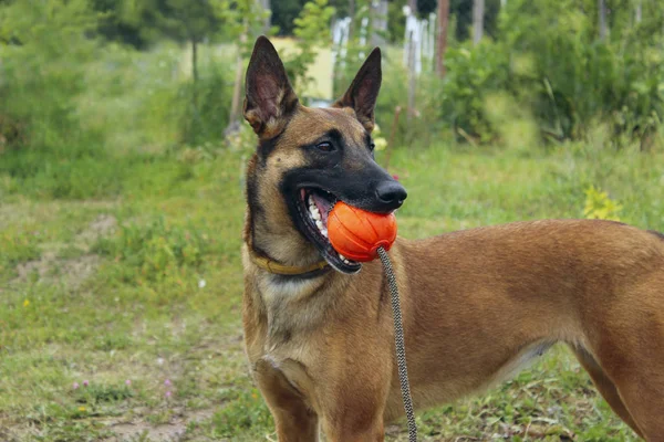 Cão Brincando Com Uma Bola Vermelha Tiros Cortados Malinois Dog — Fotografia de Stock