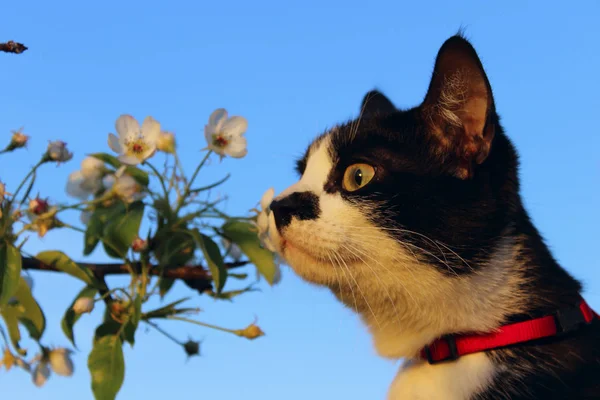 Смокинг Кот Цветы Анита Домашние Животные Природа Cropped Shot Cat — стоковое фото