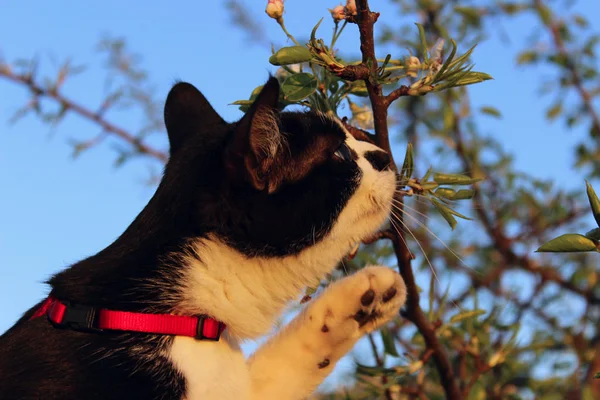 Tuxedo Cat Flowers Animals Pets Nature Concept Cropped Shot Cat — Stock Photo, Image