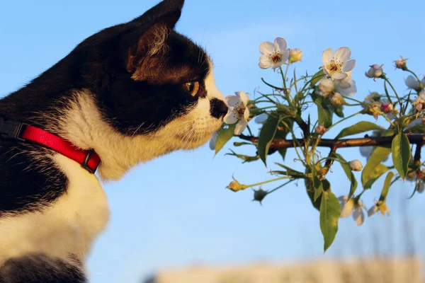 Szmoking Macska Virágok Állatok Kisállatok Jellegű Fogalom Vágott Szemcsésedik Ból — Stock Fotó