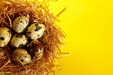 Bıldırcın yumurtası sarı zemin üzerine. Gıda, tatil, doğa kavramı. Renkli arka plan.