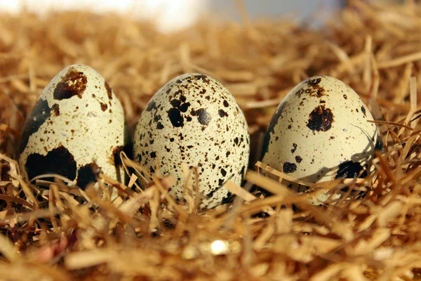 Close Tiro Três Ovos Comida Fundo Natureza Três Ovos Ninho — Fotografia de Stock