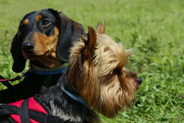 Állatok Kedvtelésből Tartott Állatok Kutyák Concept Dogs Szabadban Vágott Shot — Stock Fotó