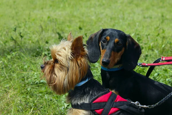 Állatok Kedvtelésből Tartott Állatok Kutyák Concept Dogs Szabadban Vágott Shot — Stock Fotó