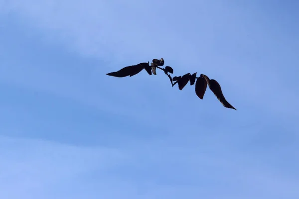 Abstrakt Natur Bakgrund Naturliga Blåttbakgrund Silhuetten Fågel Skyn Blå Himmel — Stockfoto