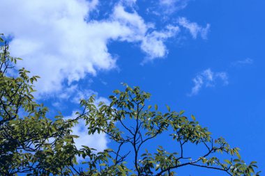 Doğanın Arkaplanı. Ağacın doğa fotoğrafı. Mavi Gök Yüzündeki Yaprakların Yeşil Arkaplanı..