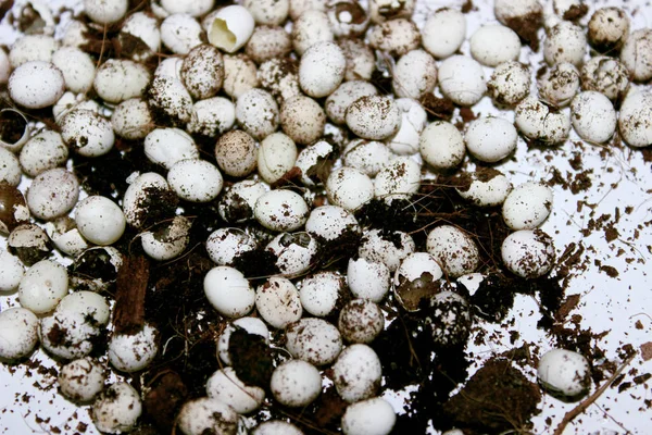 カタツムリの卵は白い カタツムリのキャビア 抽象的な性質の背景 — ストック写真