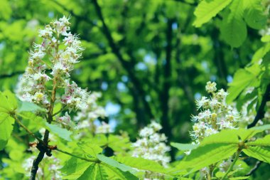 Soyut doğa arka plan. Botanik güzellik. Kestane ağacının kırpılmış atış.