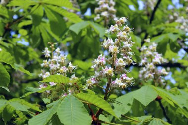 Soyut doğa arka plan. Botanik güzellik. Kestane ağacının kırpılmış atış.